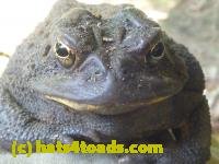 /home//u458753944/public_html/sourcegallery/////////////////////////////////////////////////////////////////////////////////////////Toads/P10/P1070004.JPG