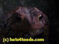 /home//u458753944/public_html/sourcegallery///////////////////////////////////////////////////////////////////////////////////////Toads/P10/P1080164.JPG