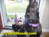/home//u458753944/public_html/sourcegallery////////////////////////////////////////////////////////////////////////////////Chickens/Cookie/P1100721.JPG