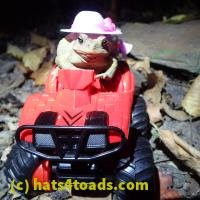 /home//u458753944/public_html/sourcegallery//////////////////////////////////////////////////////////////////////////////Toads/P06/PA070146.JPG