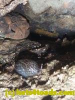 /home//u458753944/public_html/sourcegallery/////////////////////////////////////////////////////////////////////////////Toads/P10/P1080273.JPG