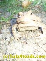 /home//u458753944/public_html/sourcegallery////////////////////////////////////////////////////////////////////////////Toads/P82/P8200365.JPG