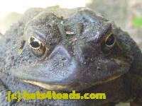 /home//u458753944/public_html/sourcegallery///////////////////////////////////////////////////////////////////////////Toads/P10/P1070001.JPG