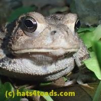 /home//u458753944/public_html/sourcegallery///////////////////////////////////////////////////////////////////////////Toads/P52/P5270588.JPG