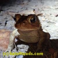 /home//u458753944/public_html/sourcegallery/////////////////////////////////////////////////////////////////////////Toads/P06/PA060120.JPG