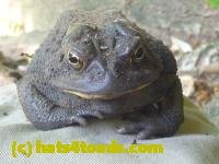 /home//u458753944/public_html/sourcegallery////////////////////////////////////////////////////////////////////////Toads/P10/P1070005.JPG