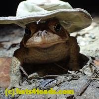 /home//u458753944/public_html/sourcegallery//////////////////////////////////////////////////////////////////Toads/P06/PA060122.JPG