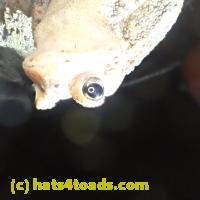 /home//u458753944/public_html/sourcegallery////////////////////////////////////////////////////Toads/PA23/PA230184.JPG
