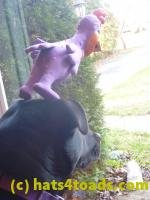 /home//u458753944/public_html/sourcegallery//////////////////////////////////////////////////Chickens/Cookie/P1100715.JPG