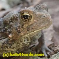 /home//u458753944/public_html/sourcegallery//////////////////////////////////////////////Toads/P91/P9170062.JPG