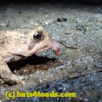 /home//u458753944/public_html/sourcegallery//////////////////////////////////////Toads/P62/P6220186.JPG