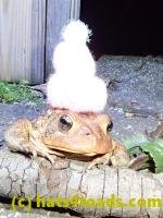 /home//u458753944/public_html/sourcegallery///////////////////////////////////Toads/P40/P4050376.JPG