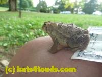 /home//u458753944/public_html/sourcegallery/////////////////////////////////Toads/P10/P1070319.JPG