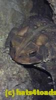 /home//u458753944/public_html/sourcegallery/////////////////////////////////Toads/P10/P1080210.JPG