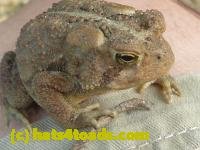 /home//u458753944/public_html/sourcegallery/////////////////////////////Toads/P10/P1070307.JPG