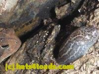 /home//u458753944/public_html/sourcegallery/////////////////////////////Toads/P10/P1080279.JPG