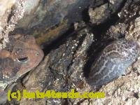 /home//u458753944/public_html/sourcegallery/////////////////////////////Toads/P10/P1080280.JPG
