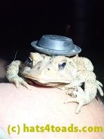 /home//u458753944/public_html/sourcegallery///////////////////////Toads/P82/P8200381.JPG
