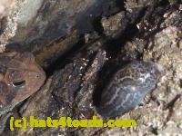 /home//u458753944/public_html/sourcegallery//////////////////////Toads/P10/P1080281.JPG