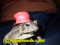 /home//u458753944/public_html/sourcegallery/////////////////////Toads/P10/PA100093.JPG