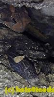 /home//u458753944/public_html/sourcegallery////////////////////Toads/P10/P1080330.JPG