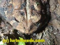 /home//u458753944/public_html/sourcegallery///////////////////Toads/P10/P1060862.JPG
