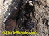/home//u458753944/public_html/sourcegallery///////////////////Toads/P10/P1080282.JPG