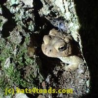 /home//u458753944/public_html/sourcegallery//////////////////Toads/P06/PA060105.JPG
