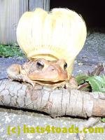 /home//u458753944/public_html/sourcegallery//////////////////Toads/P40/P4050380.JPG