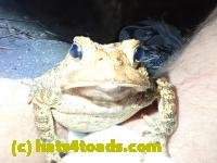 /home//u458753944/public_html/sourcegallery//////////////////Toads/P40/P4050383.JPG