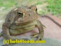/home//u458753944/public_html/sourcegallery/////////////////Toads/P10/P1070298.JPG