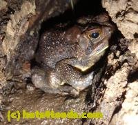 /home//u458753944/public_html/sourcegallery////////////////Toads/P10/P1060937.JPG