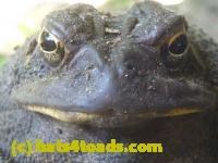 /home//u458753944/public_html/sourcegallery////////////////Toads/P10/P1060998.JPG