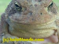 /home//u458753944/public_html/sourcegallery////////////////Toads/P10/P1070302.JPG