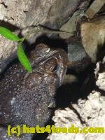 /home//u458753944/public_html/sourcegallery///////////////Toads/P10/P1060860.JPG