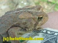 /home//u458753944/public_html/sourcegallery///////////////Toads/P10/P1070315.JPG
