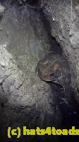 /home//u458753944/public_html/sourcegallery///////////////Toads/P10/P1080193.JPG