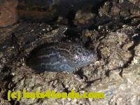 /home//u458753944/public_html/sourcegallery///////////////Toads/P10/P1080272.JPG
