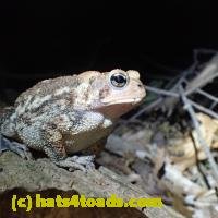 /home//u458753944/public_html/sourcegallery///////////////Toads/PA23/PA230185.JPG