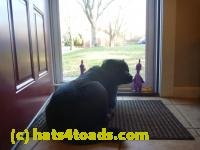/home//u458753944/public_html/sourcegallery//////////////Chickens/Cookie/P1100709.JPG