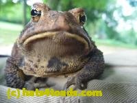 /home//u458753944/public_html/sourcegallery//////////////Toads/P10/P1060870.JPG