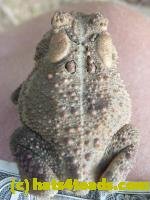/home//u458753944/public_html/sourcegallery//////////////Toads/P10/P1070322.JPG