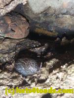 /home//u458753944/public_html/sourcegallery//////////////Toads/P10/P1080273.JPG