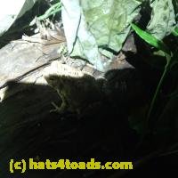 /home//u458753944/public_html/sourcegallery//////////////Toads/P62/P6220178.JPG