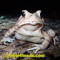 /home//u458753944/public_html/sourcegallery//////////////Toads/P62/P6220190.JPG