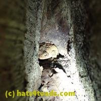 /home//u458753944/public_html/sourcegallery/////////////Toads/P06/PA060114.JPG