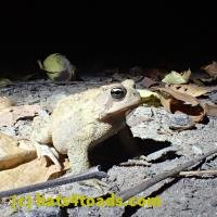 /home//u458753944/public_html/sourcegallery/////////////Toads/P06/PA070141.JPG