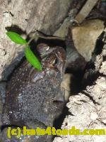 /home//u458753944/public_html/sourcegallery/////////////Toads/P10/P1060858.JPG