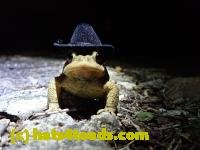 /home//u458753944/public_html/sourcegallery/////////////Toads/P40/P4080399.JPG