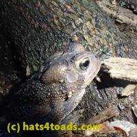 /home//u458753944/public_html/sourcegallery/////////////Toads/P62/P6200711.JPG